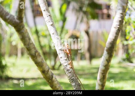 Braune Eidechse, asiatische Eidechse oder Baumeidechse auf dem Baum Stockfoto