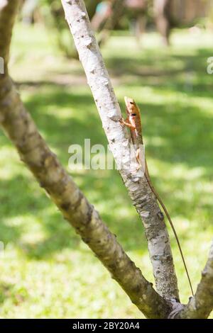 Braune Eidechse, asiatische Eidechse oder Baumeidechse auf dem Baum Stockfoto