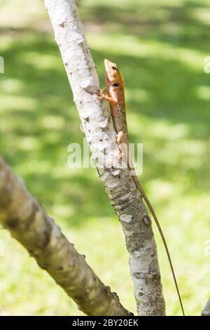 Braune Eidechse, asiatische Eidechse oder Baumeidechse auf dem Baum Stockfoto