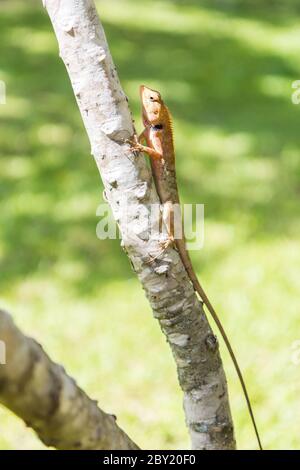 Braune Eidechse, asiatische Eidechse oder Baumeidechse auf dem Baum Stockfoto