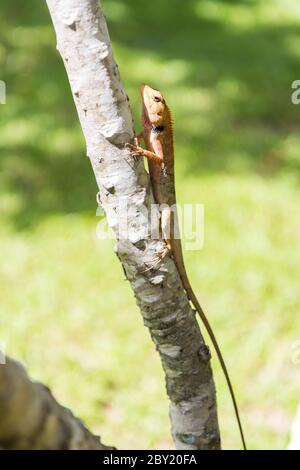 Braune Eidechse, asiatische Eidechse oder Baumeidechse auf dem Baum Stockfoto