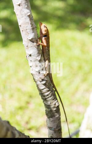 Braune Eidechse, asiatische Eidechse oder Baumeidechse auf dem Baum Stockfoto