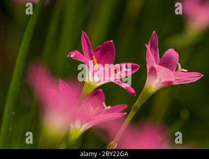 Lily Zephyranthes schöne rosa Blume mit schönen grünen Hintergrund in natürlichem Licht, neblig kühlen Morgen, Wasser Tropfen über den Blütenblättern, Sonnenlicht.Zephyra Stockfoto