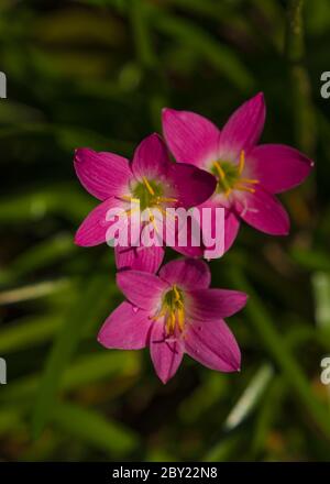 Lily Zephyranthes schöne rosa Blume mit schönen grünen Hintergrund in natürlichem Licht, neblig kühlen Morgen, Wasser Tropfen über den Blütenblättern, Sonnenlicht.Zephyra Stockfoto