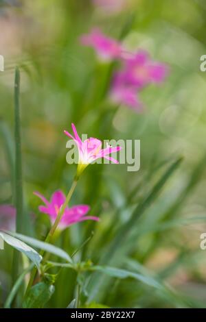 Lily Zephyranthes schöne rosa Blume mit schönen grünen Hintergrund in natürlichem Licht, neblig kühlen Morgen, Wasser Tropfen über den Blütenblättern, Sonnenlicht.Zephyra Stockfoto