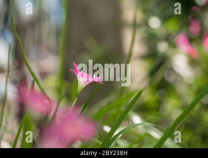 Lily Zephyranthes schöne rosa Blume mit schönen grünen Hintergrund in natürlichem Licht, neblig kühlen Morgen, Wasser Tropfen über den Blütenblättern, Sonnenlicht.Zephyra Stockfoto