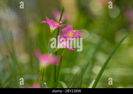 Lily Zephyranthes schöne rosa Blume mit schönen grünen Hintergrund in natürlichem Licht, neblig kühlen Morgen, Wasser Tropfen über den Blütenblättern, Sonnenlicht.Zephyra Stockfoto