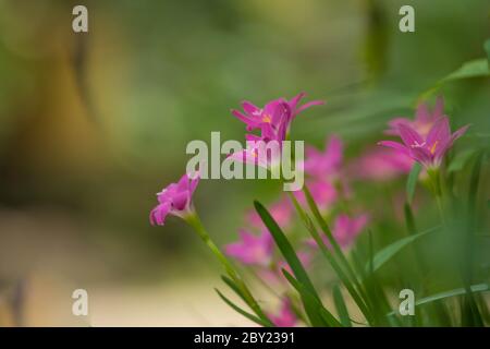 Lily Zephyranthes schöne rosa Blume mit schönen grünen Hintergrund in natürlichem Licht, neblig kühlen Morgen, Wasser Tropfen über den Blütenblättern, Sonnenlicht.Zephyra Stockfoto