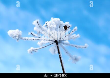 Winterlandschaft. Winter-Szene Stockfoto