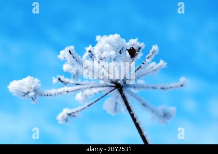 Winterlandschaft. Winter-Szene Stockfoto