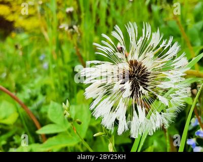 Nahaufnahme von nassem Löwenzahn mit Tropfen.Nahaufnahme eines nassen Löwenzahn Löwenzahn Blume auf grünem Gras Hintergrund nach Regen Stockfoto