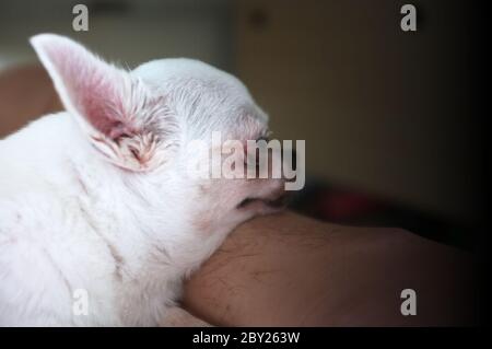 Chihua-hua ruht sich aus für den Besitzer eines Mannes, der sein Haustier Nahaufnahme streicheln lässt. Konzept Hundeliebhaber Stockfoto