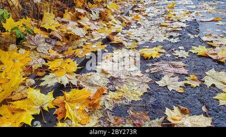 Gefallene Blätter auf Asphalt Bürgersteig in der Stadt.Herbst im Park. Nasse gelbe Blätter auf der Straße. Herbsthintergrund.Ahorn Herbstblatt auf dem Asphalt. Stockfoto