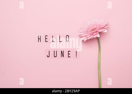 Hallo Juni Text und rosa Gerbera Blume auf rosa Hintergrund. Hallo June Concept. Stockfoto