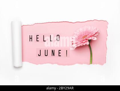 Hallo Juni Text und rosa Gerbera Blume auf rosa Hintergrund. Papierloch mit abgerissenen Kanten. Stockfoto