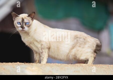 Siamesische Katze Stockfoto