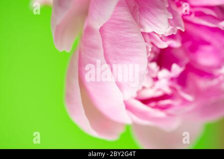 Rosa Pfingstrose blüht auf grünem Hintergrund Stockfoto