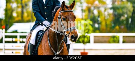 Reiter auf Sauerampfer in Springpferd, Reitsport. Braunes Pferd und Mann in Uniform gehen zu springen. Horizontales Web-Header- oder Banner-Design. Stockfoto