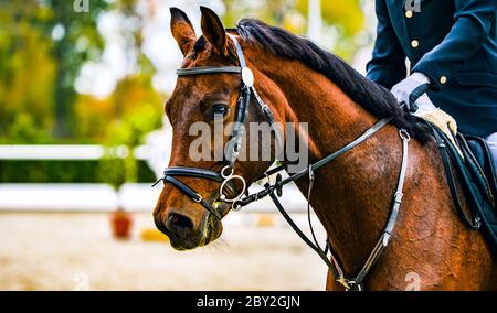 Reiter auf Sauerampfer in Springpferd, Reitsport. Braunes Pferd und Mann in Uniform gehen zu springen. Horizontales Web-Header- oder Banner-Design. Stockfoto