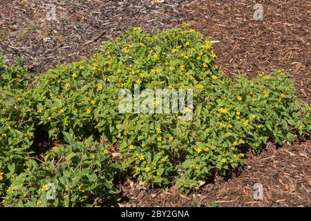 Sommerblühende leuchtend gelbe goldene Knien oder goldene Sternblumen (Chrysogonum virginianum) umgeben von Holzschnipel in einem Waldgarten Stockfoto