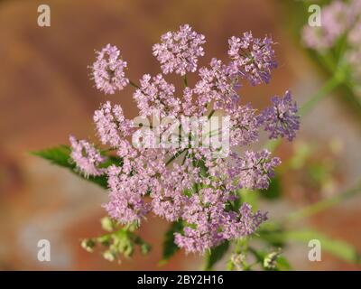 Pimpinella major Rosea, rosa Kuhsilie Stockfoto