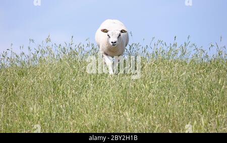 Schafe laufen auf einem holländischen Deich, Sommertag Stockfoto