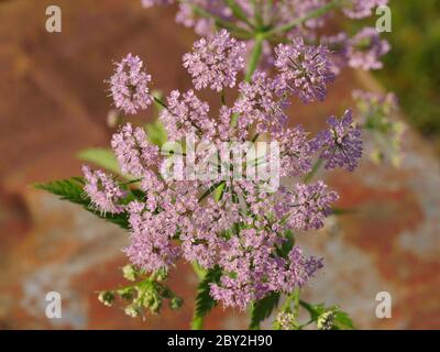 Pimpinella major Rosea, rosa Kuhsilie Stockfoto