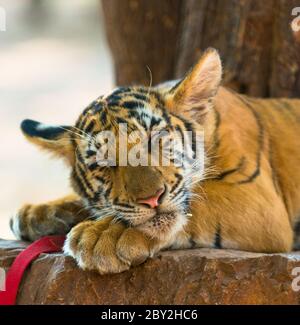 Schließen Sie herauf Bild der jungen tiger Stockfoto