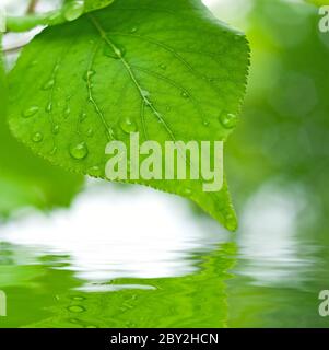grüne Blätter im Wasser, flache Fokus reflektieren Stockfoto