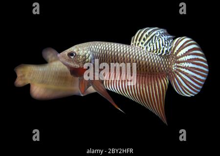 Betta Wilde Smaragdina Kupfer Männchen oder Plakat Kampf Fisch splendens auf schwarzem Hintergrund. Stockfoto