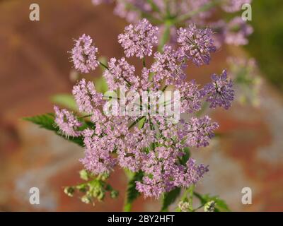 Pimpinella major Rosea, rosa Kuhsilie Stockfoto