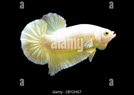 Betta Super Gold Halfmoon Plakat HMPK Male oder Plakat Fighting Fish splendens auf schwarzem Hintergrund Stockfoto