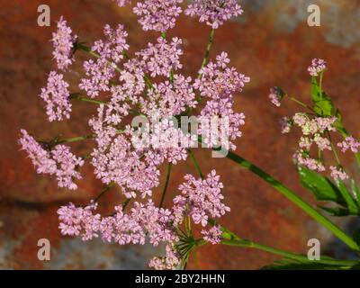 Pimpinella major Rosea, rosa Kuhsilie Stockfoto