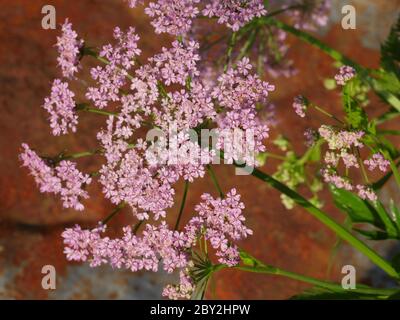 Pimpinella major Rosea, rosa Kuhsilie Stockfoto