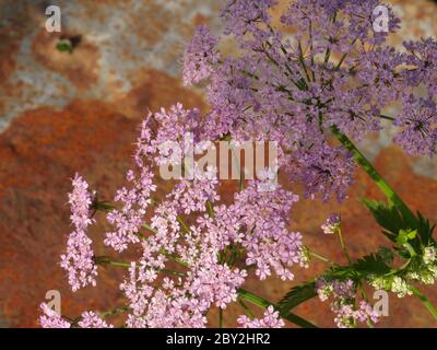 Pimpinella major Rosea, rosa Kuhsilie Stockfoto