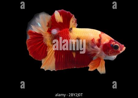 Betta Koi Nemo Halfmoon Plakat HMPK Male oder Plakat Fighting Fish splendens auf schwarzem Hintergrund Stockfoto