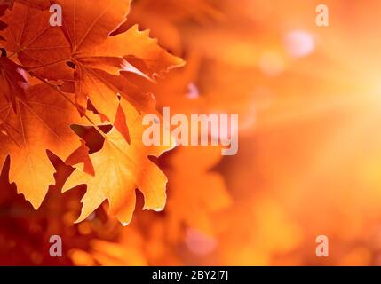 Herbstlaub, sehr flachen Fokus Stockfoto