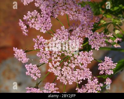 Pimpinella major Rosea, rosa Kuhsilie Stockfoto