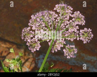 Pimpinella major Rosea, rosa Kuhsilie Stockfoto