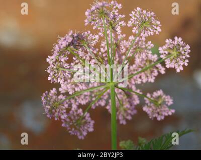 Pimpinella major Rosea, rosa Kuhsilie Stockfoto