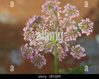 Pimpinella major Rosea, rosa Kuhsilie Stockfoto