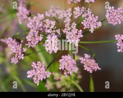 Pimpinella major Rosea, rosa Kuhsilie Stockfoto