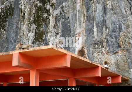 Affenfamilie auf dem Dach des Affentempels Wat Tham Pla-Pha Sua, außerhalb von Chiang Rai, Thailand. Stockfoto