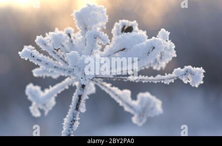 Winterlandschaft. Winter-Szene Stockfoto