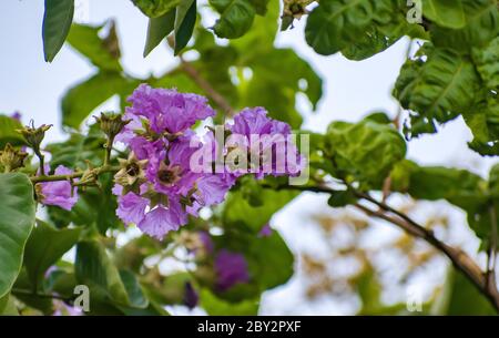 Lagerstroemia floribunda, auch bekannt als Thai-Krappenmyrte und kedah bungor, ist eine Art blühender Pflanze in der Familie der Lythraceae. Es ist ursprünglich von Stockfoto