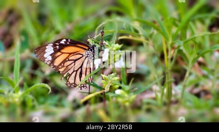 Der Monarchfalter oder einfach Monarch ist ein Milkweed-Schmetterling aus der Familie Nymphalidae. Stockfoto