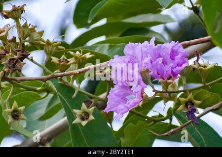 Lagerstroemia floribunda, auch bekannt als Thai-Krappenmyrte und kedah bungor, ist eine Art blühender Pflanze in der Familie der Lythraceae. Es ist ursprünglich von Stockfoto