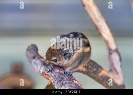 Ein gestreifter Nager Murmeltiere Streifenhörnchen auf einem Baumstamm auf Jagd Stimmung gesichtet. Themen zum Tierverhalten. Fokus auf Auge Stockfoto