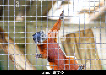 Ein Prevost-Eichhörnchen, das hoch gegen das Netz klettert Stockfoto