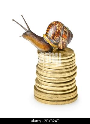 Schnecke auf goldenen Münzen Stockfoto